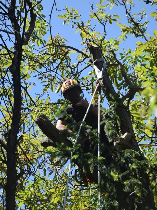 Einsatzfoto: Problembaumfällung – TIMOS Baumdienst